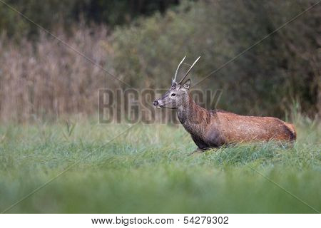 Red deer in the wild