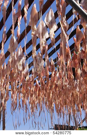 Dried Squid By Sun