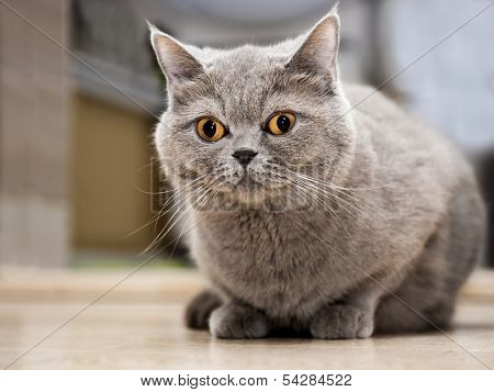 Scottish stright cat