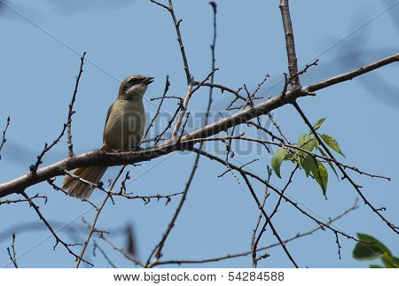 The bird (borlaug)