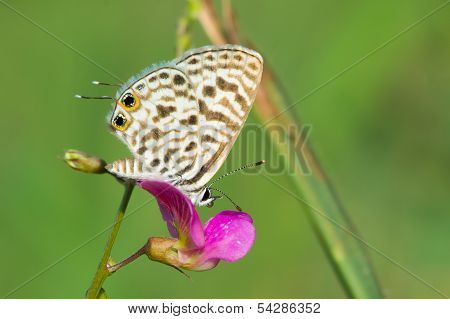 Common Zebra Blue Butterfly On A Pink Flower