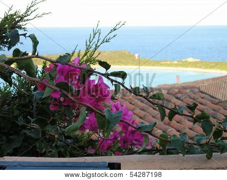 Bougainvillea in sardinia