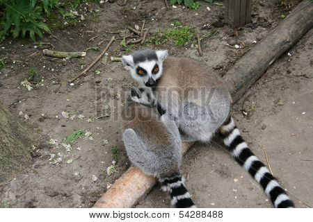 Ring-tailed lemur