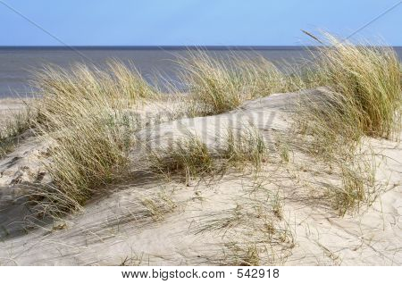 Tough Grass On Dune