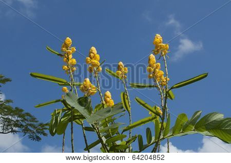 Yellow Flowers Against Blue Sky
