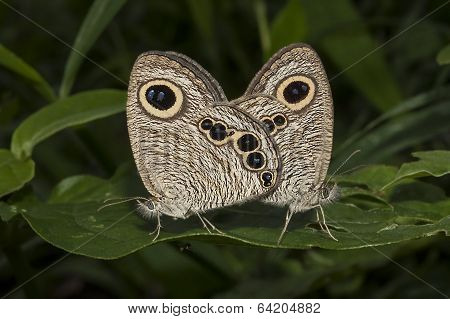 Butterfly Common Five Ring, Ypthima Baldus, Mating