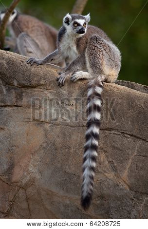 Ring Tailed Lemur