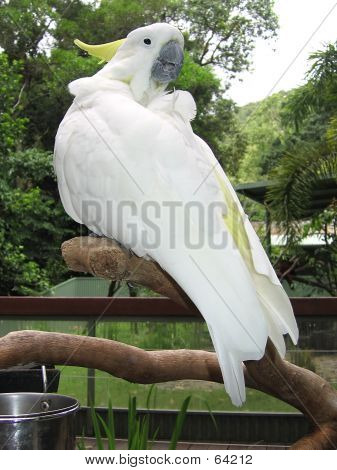 Sulphur-Crested Cockatoo
