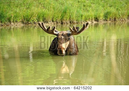Moose