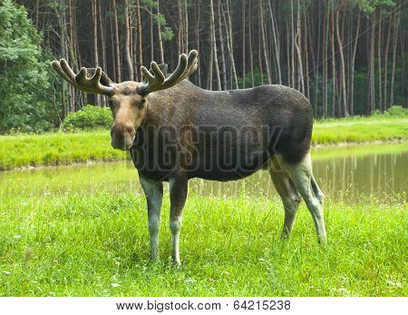 Moose