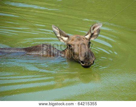 Moose