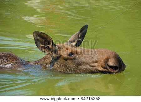 Moose