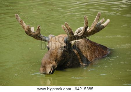 Moose
