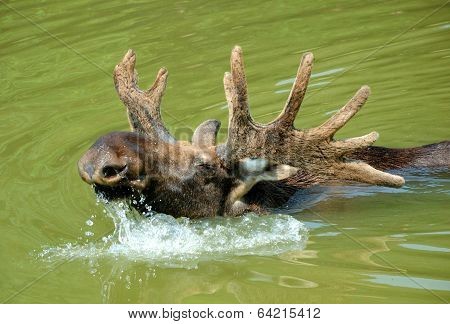 Moose