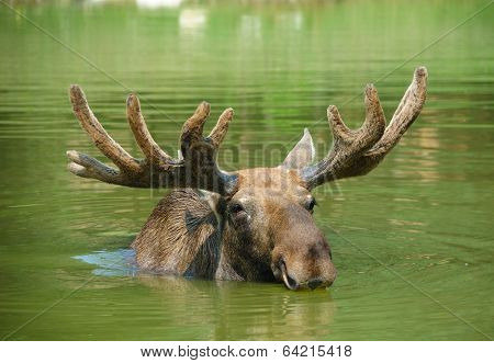 Moose