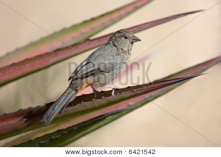 แคนยอน Towhee (pipilo Fuscus)