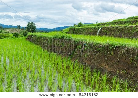 Rice  Field