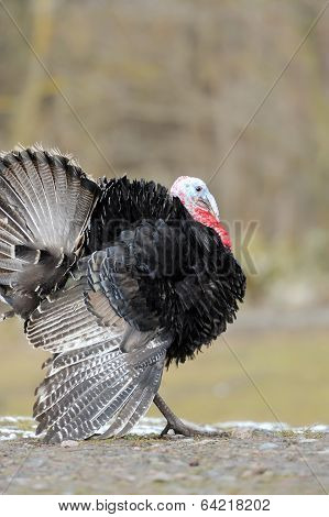 Turkey-cock