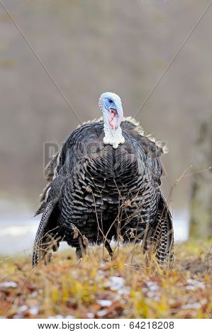 Turkey-cock