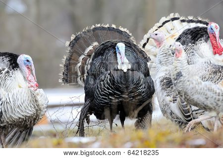 Turkey-cock