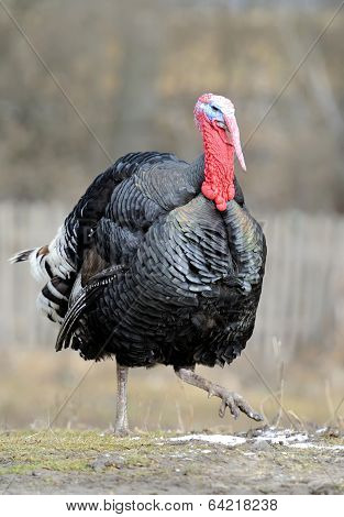 Turkey-cock