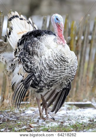 Turkey-cock