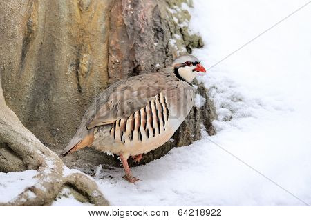 Partridge In Winter