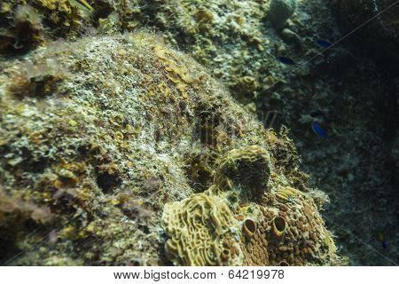 Sponge Life
