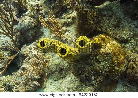 Yellow Tube Sponge