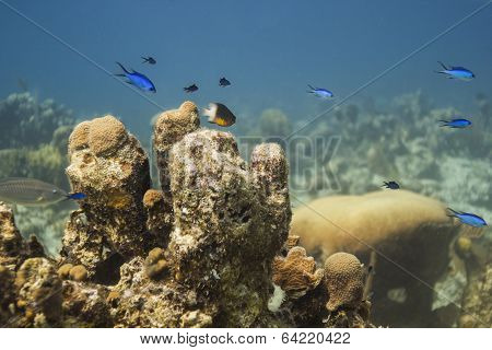 Little Fishes