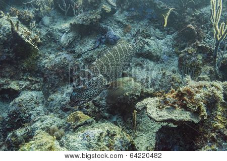 Goliath Grouper
