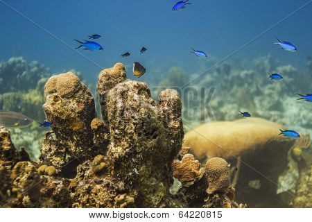 Small Fish Colony