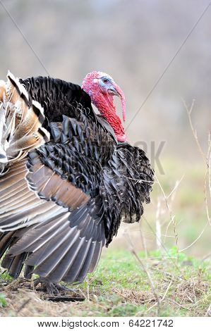 Turkey Cock