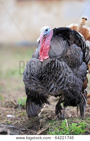 Turkey Cock