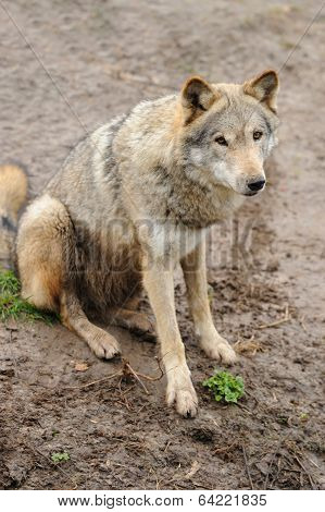 Timber Wolf (canis Lupus)