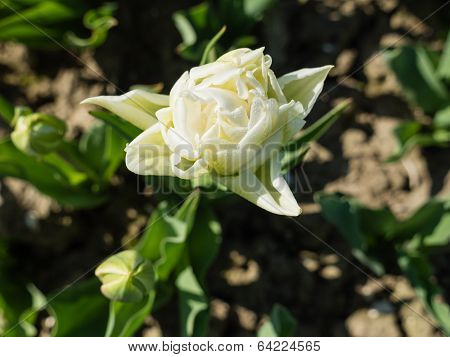 Close-up of white tulip