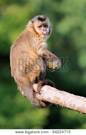 Capuchin Monkey