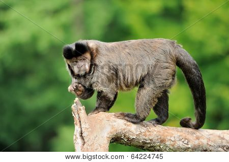 Capuchin Monkey