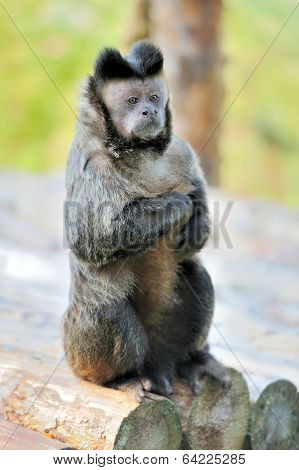 Capuchin Monkey