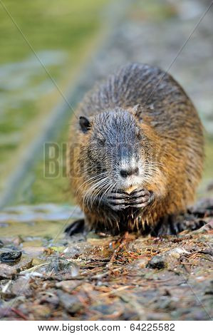 The Muskrat (ondatra Zibethicus)
