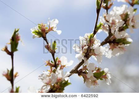 นานกิงเชอร์รี่ Blooms