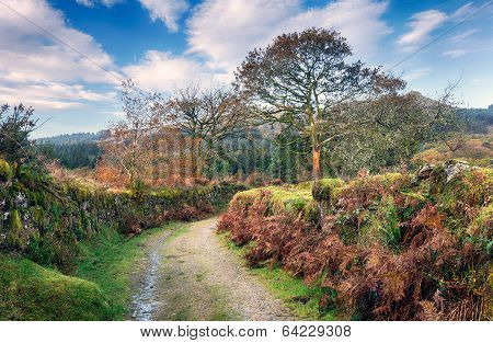 Dartmoor Lane