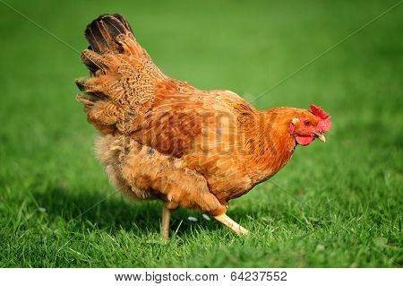 Chicken