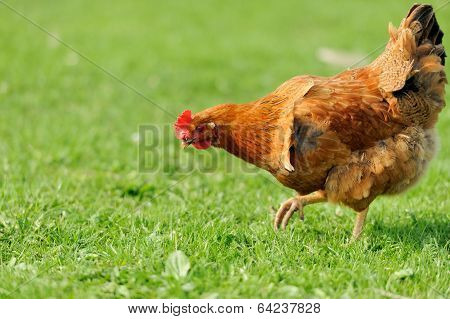 Brown Chicken In Grass