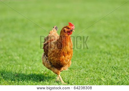 Brown Chicken