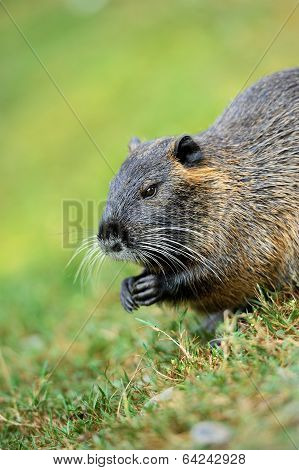 The Muskrat (ondatra Zibethicus)