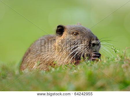 The Muskrat (ondatra Zibethicus)