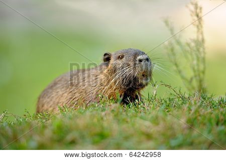 The Muskrat (ondatra Zibethicus)