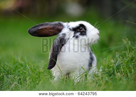 Rabbit