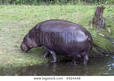 Hippopotamus